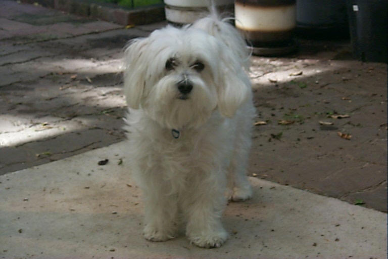 His name is Max  -  Maltese cross Shitzu